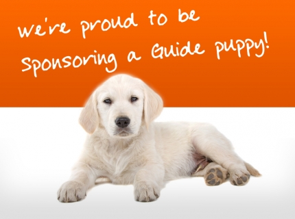 Guide Dog Image